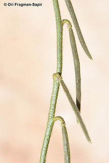 Hesperis pendula  Geotagged,Hesperis pendula,Jordan,Spring