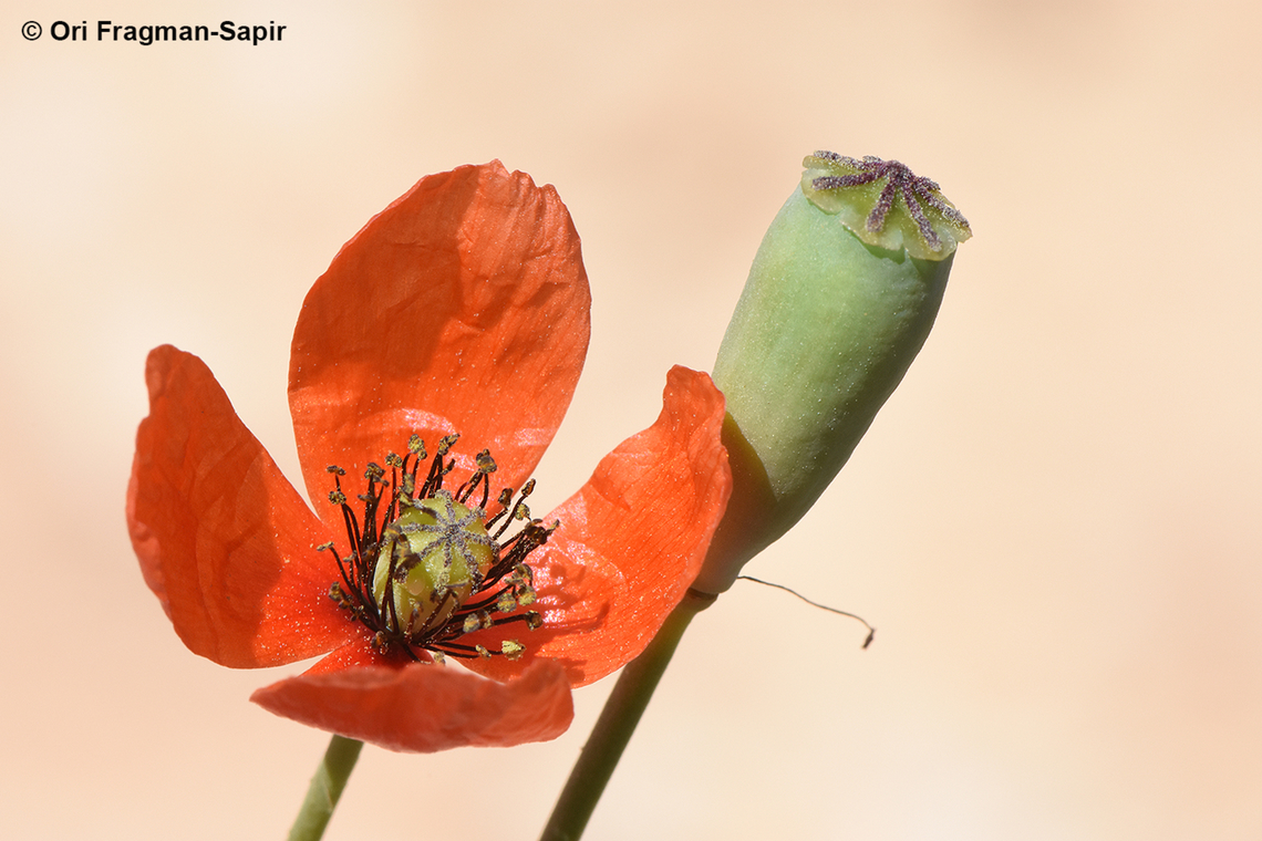 Papaver decaisnei  Geotagged,Jordan,Papaver decaisnei,Spring