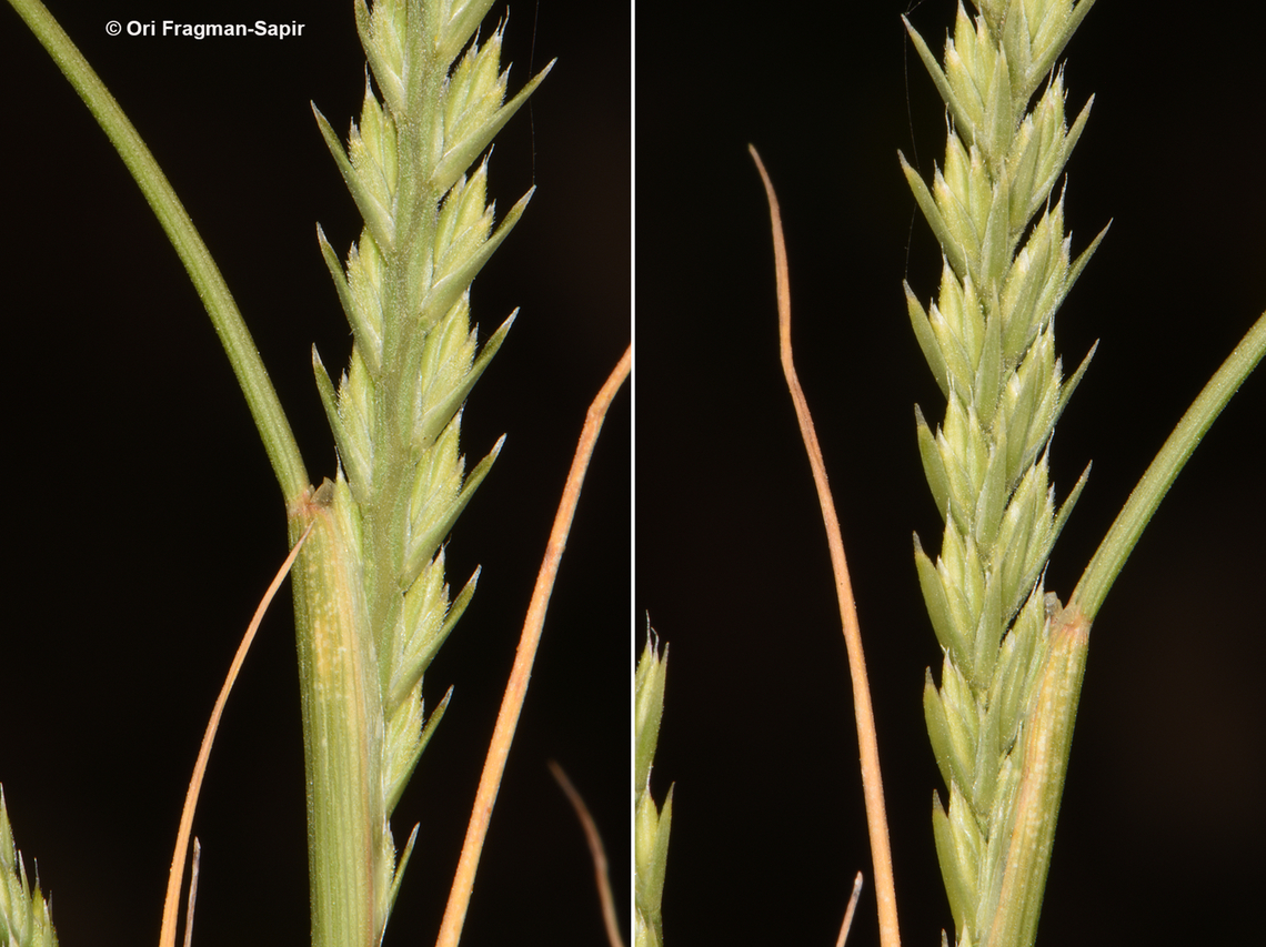 Loliolum subulatum  Geotagged,Jordan,Loliolum,Loliolum subulatum,Spring