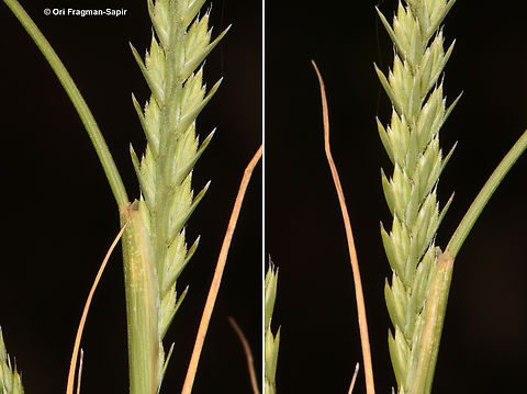 Loliolum subulatum  Geotagged,Jordan,Loliolum,Loliolum subulatum,Spring