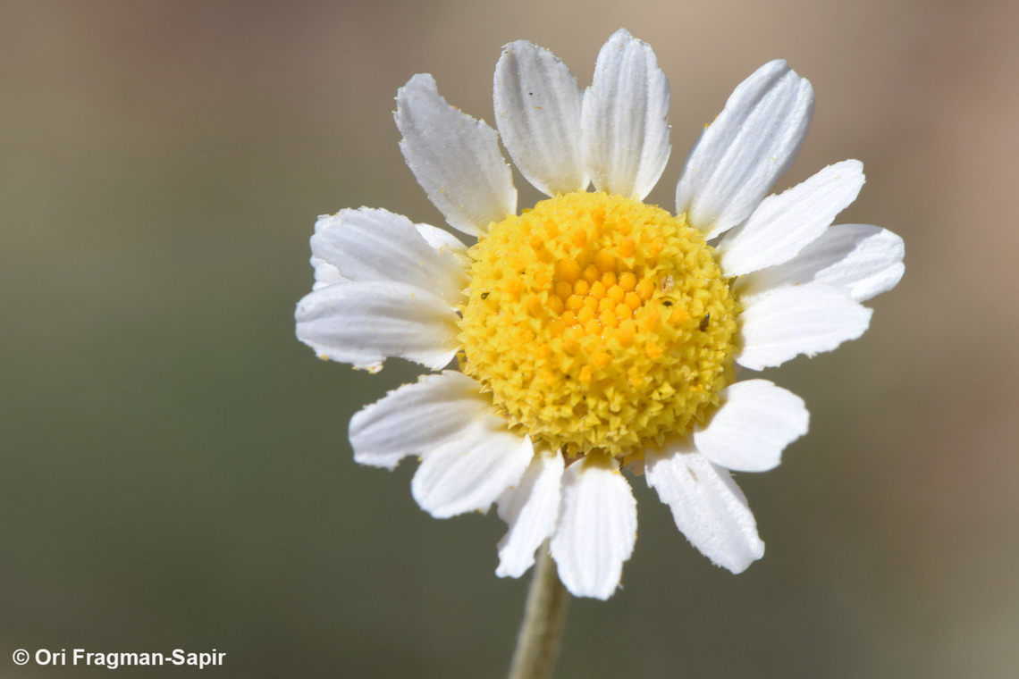 Anthemis tenuicarpa  Anthemis tenuicarpa,Geotagged,Jordan,Spring