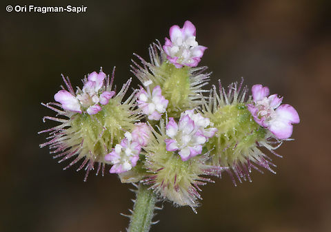 Turgenia latifolia  Broadleaf False Carrot,Geotagged,Jordan,Spring,Turgenia latifolia