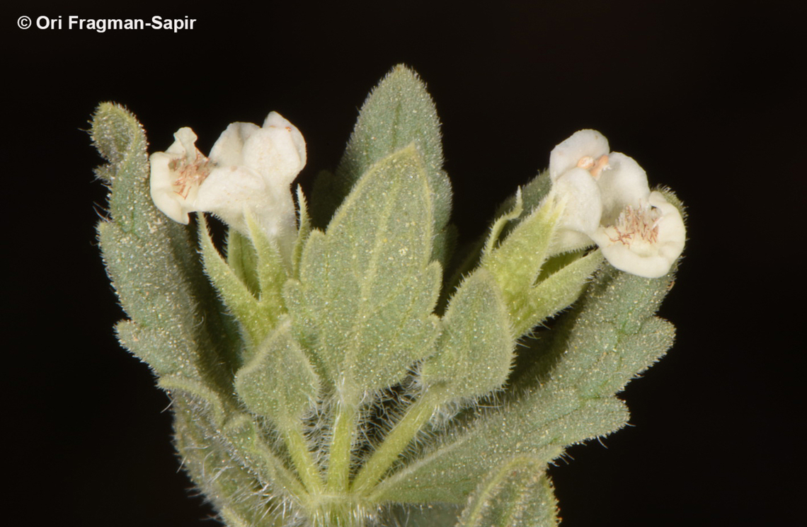 Nepeta congesta  Geotagged,Jordan,Nepeta congesta,Spring