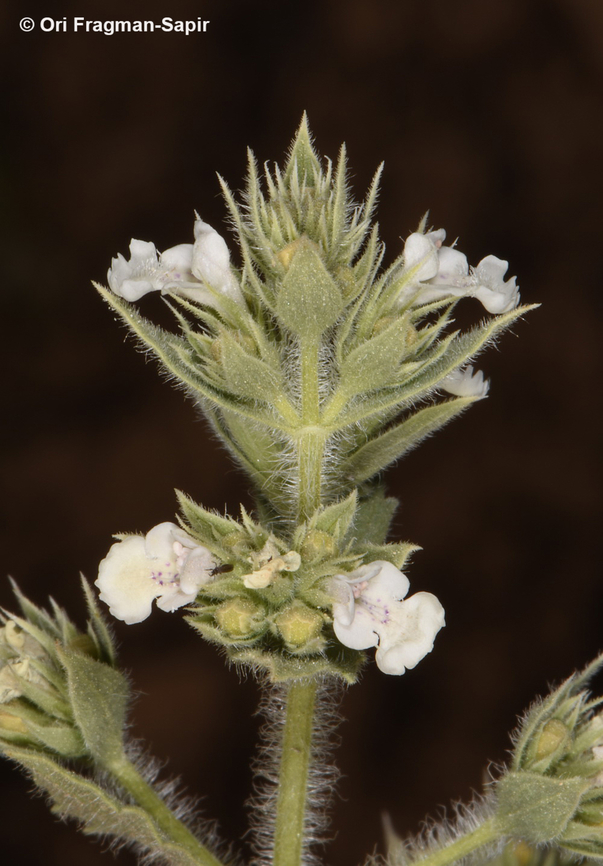 Nepeta congesta  Geotagged,Jordan,Nepeta congesta,Spring