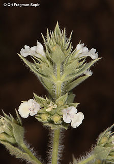 Nepeta congesta  Geotagged,Jordan,Nepeta congesta,Spring