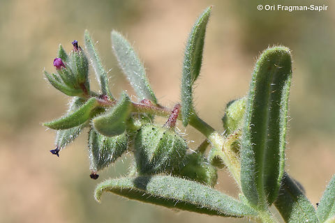 Nonea melanocarpa  Geotagged,Jordan,Nonea melanocarpa,Spring