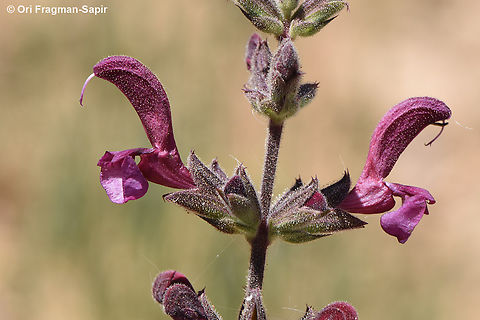 Salvia hierosolymitana  Geotagged,Jerusalem salvia,Jordan,Salvia hierosolymitana,Spring