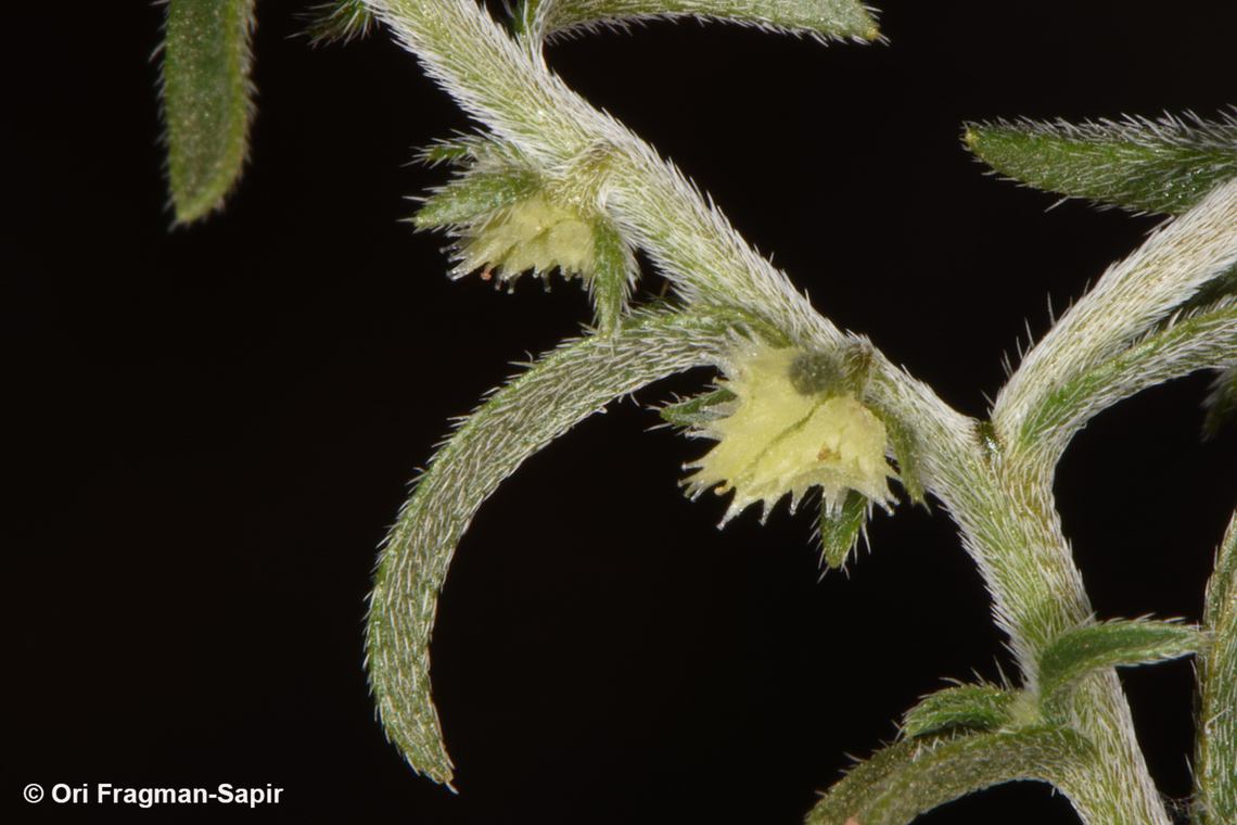 Lappula sessiliflora  Geotagged,Jordan,Lappula sessiliflora,Spring