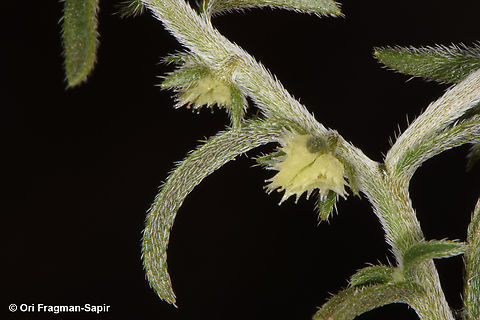 Lappula sessiliflora  Geotagged,Jordan,Lappula sessiliflora,Spring
