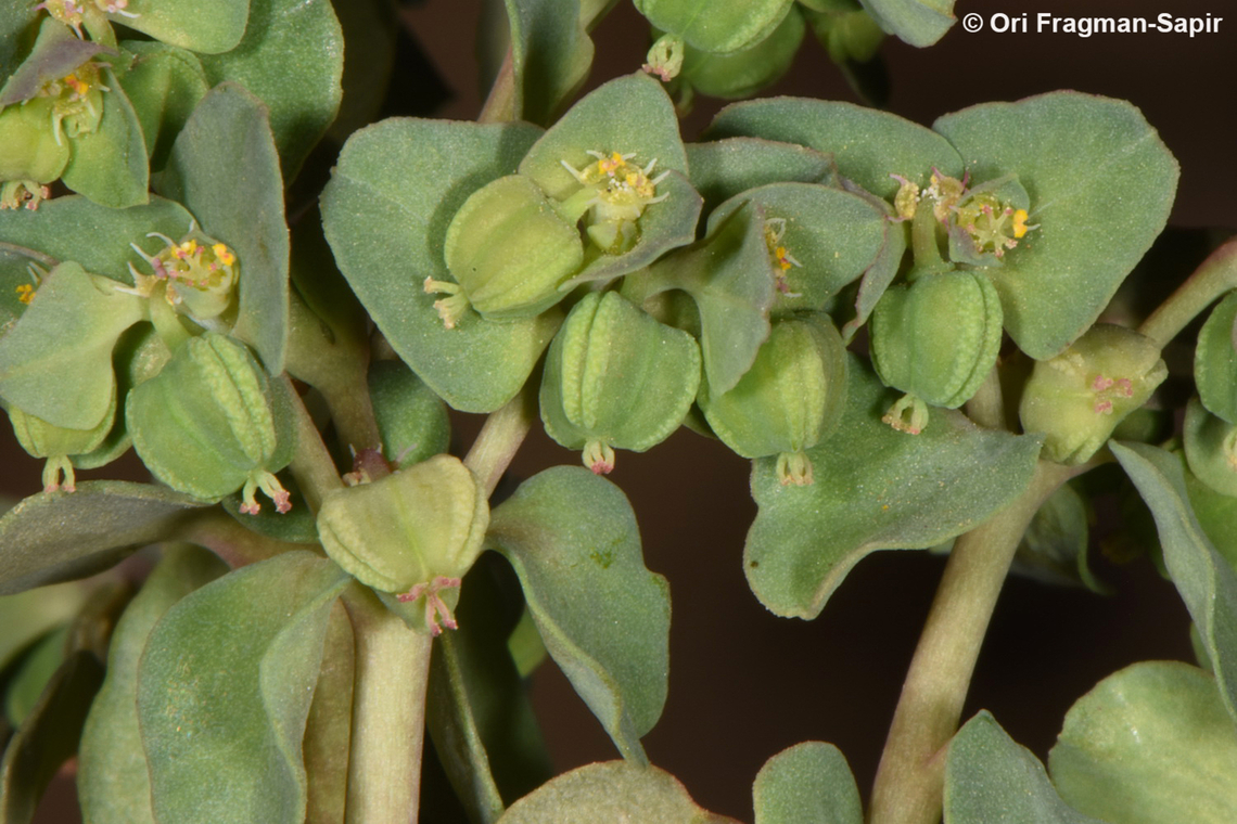 Euphorbia chamaepeplus  Euphorbia chamaepeplus,Geotagged,Jordan,Spring