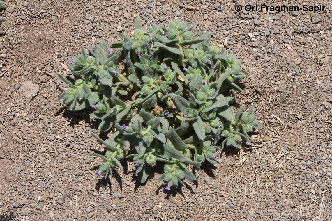 Nonea melanocarpa  Geotagged,Jordan,Nonea melanocarpa,Spring