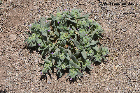 Nonea melanocarpa  Geotagged,Jordan,Nonea melanocarpa,Spring