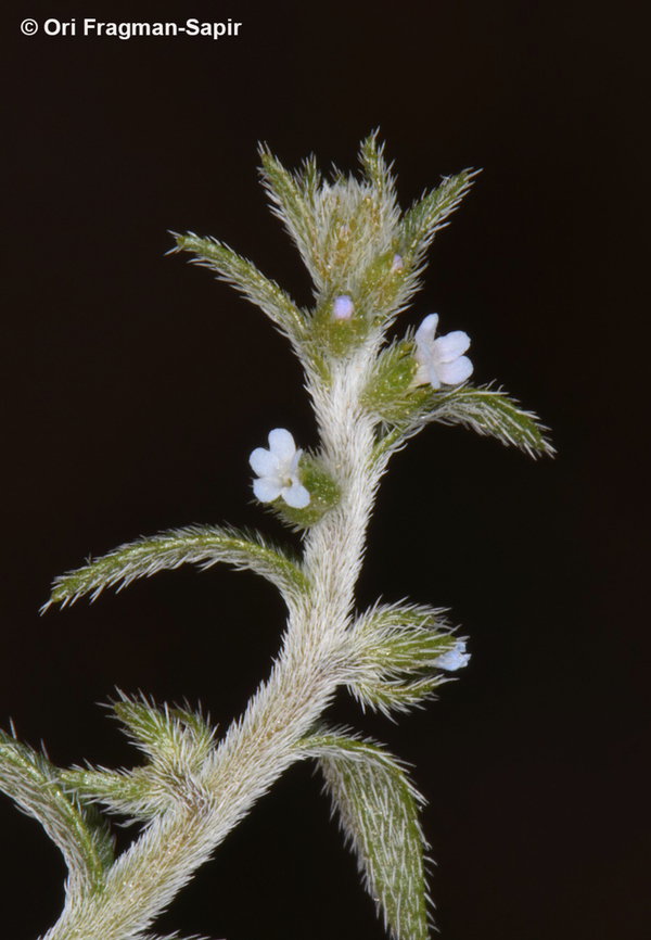 Lappula sessiliflora  Geotagged,Jordan,Lappula sessiliflora,Spring