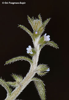 Lappula sessiliflora  Geotagged,Jordan,Lappula sessiliflora,Spring