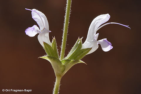 Salvia palaestina  Geotagged,Jordan,Salvia palaestina,Spring