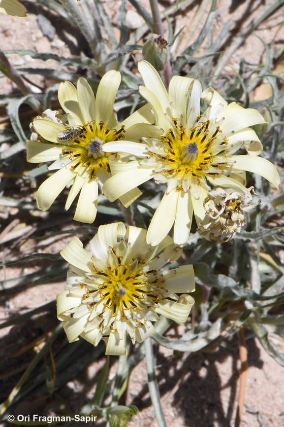 Tragopogon buphthalmoides  Geotagged,Jordan,Spring,Tragopogon buphthalmoides