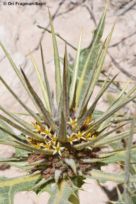 Gundelia tournefortii  Geotagged,Gundelia tournefortii,Jordan,Spring