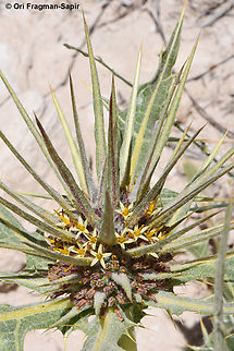 Gundelia tournefortii  Geotagged,Gundelia tournefortii,Jordan,Spring