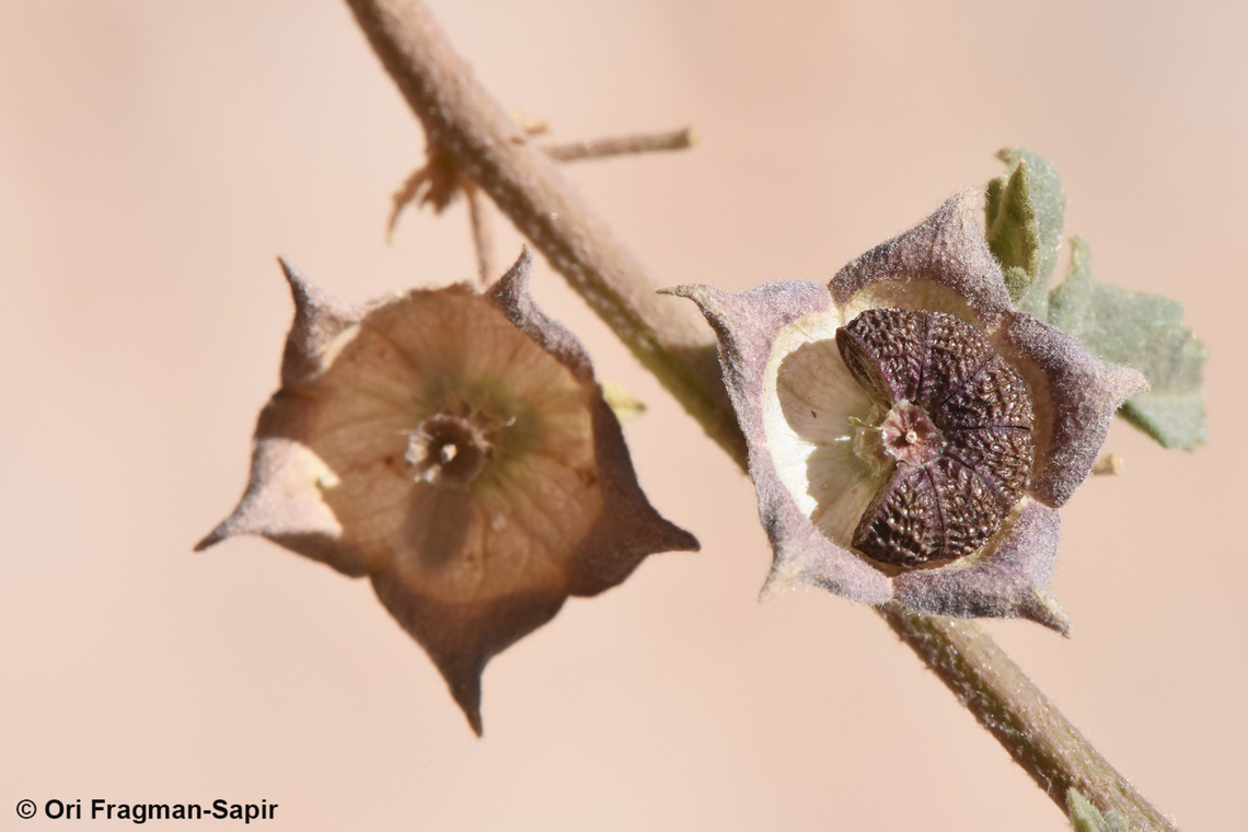 Malva sylvestris  Common Mallow,Geotagged,Jordan,Malva sylvestris,Spring