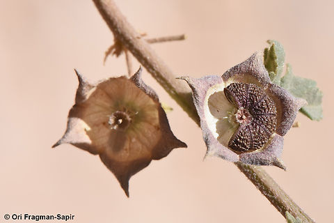 Malva sylvestris  Common Mallow,Geotagged,Jordan,Malva sylvestris,Spring