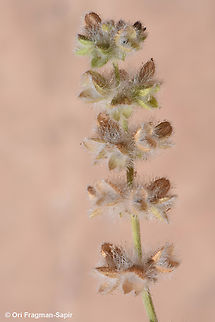 Salvia lanigera  Geotagged,Jordan,Salvia lanigera,Spring