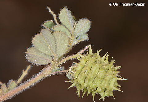 Medicago rigiduloides  Geotagged,Jordan,Medicago rigiduloides,Spring