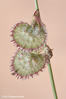 Onobrychis wettsteinii  Geotagged,Jordan,Onobrychis wettsteinii,Spring