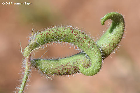 Astragalus commixtus