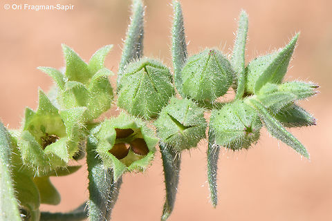 Nonea melanocarpa  Geotagged,Jordan,Nonea melanocarpa,Spring