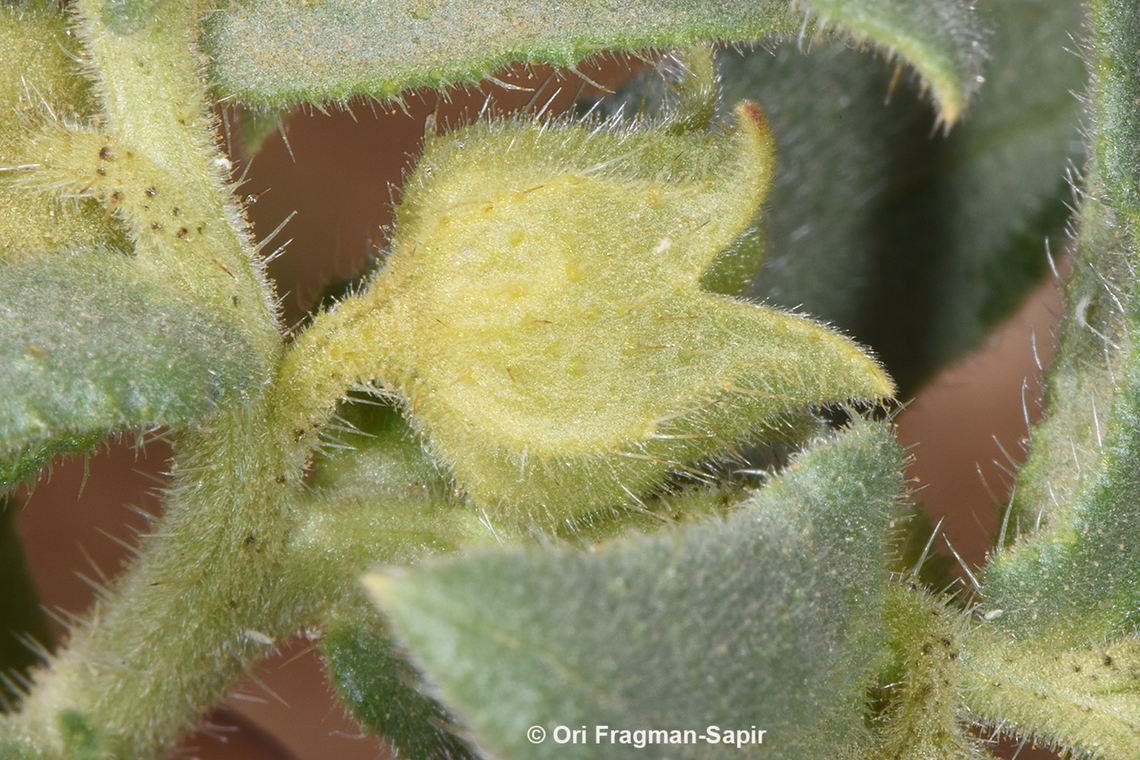 Nonea melanocarpa  Geotagged,Jordan,Nonea melanocarpa,Spring