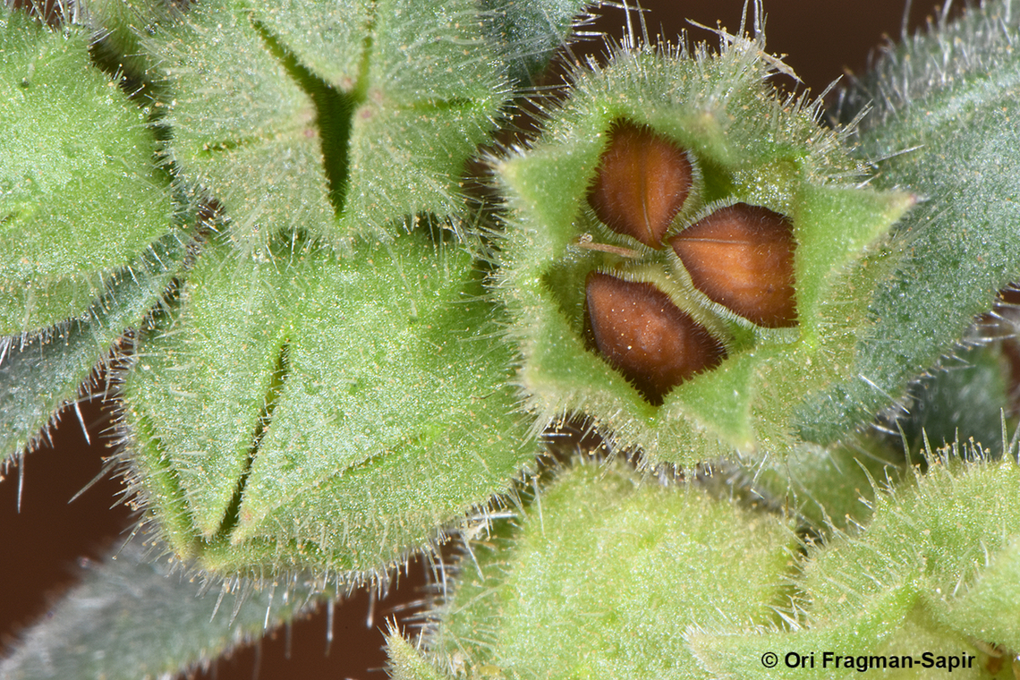 Nonea melanocarpa  Geotagged,Jordan,Nonea melanocarpa,Spring