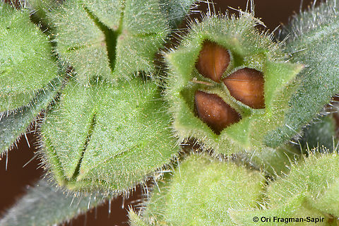 Nonea melanocarpa  Geotagged,Jordan,Nonea melanocarpa,Spring