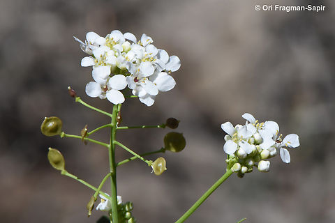Peltaria angustifolia  Geotagged,Jordan,Peltaria angustifolia,Spring
