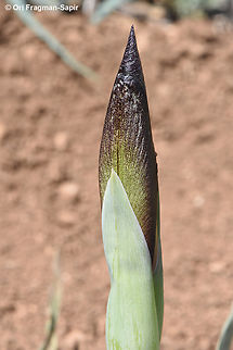 Iris petrana  Geotagged,Iris petrana,Jordan,Spring
