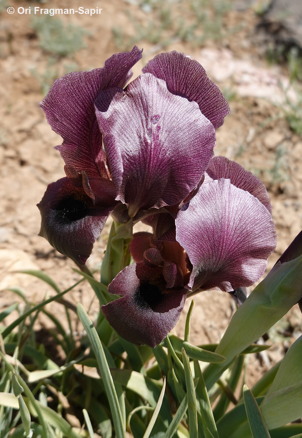 Iris petrana  Geotagged,Iris petrana,Jordan,Spring