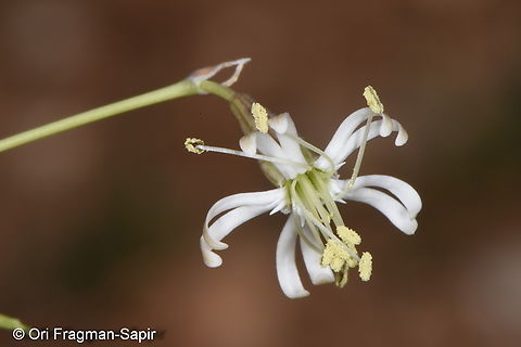 Silene longipetala  Geotagged,Jordan,Silene longipetala,Spring