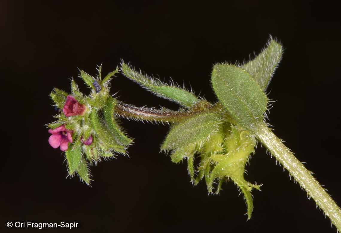 Asperugo procumbens  Asperugo procumbens,Geotagged,German madwort,Jordan,Spring