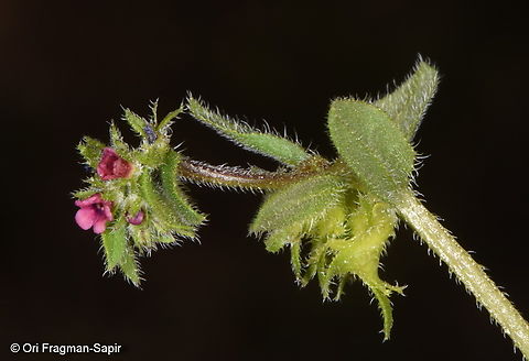 Asperugo procumbens  Asperugo procumbens,Geotagged,German madwort,Jordan,Spring
