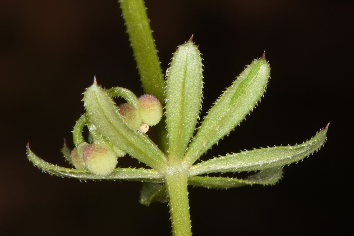 Galium tricornutum  Galium tricornutum,Geotagged,Jordan,Spring