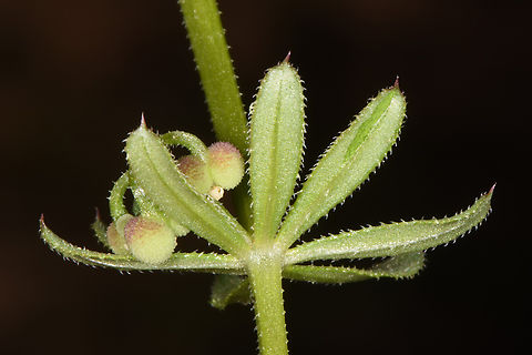 Galium tricornutum  Galium tricornutum,Geotagged,Jordan,Spring