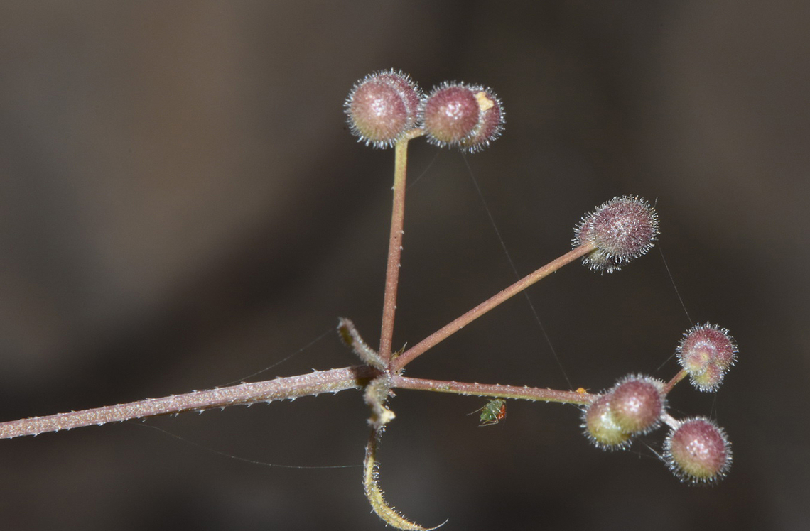 Galium spurium  Galium spurium,Geotagged,Jordan,Spring