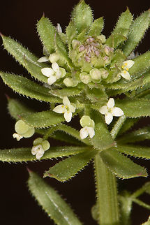 Galium tricornutum  Galium tricornutum,Geotagged,Jordan,Spring