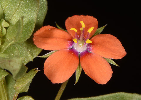 Anagallis arvensis  Anagallis arvensis,Geotagged,Jordan,Scarlet pimpernel,Spring