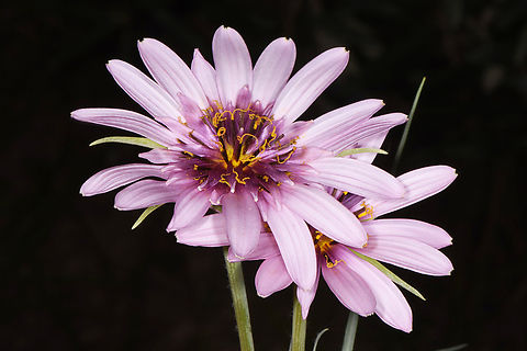 Tragopogon collinus  Geotagged,Jordan,Spring,Tragopogon collinus