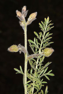 Biebersteinia multifida  Biebersteinia multifida,Geotagged,Jordan,Spring