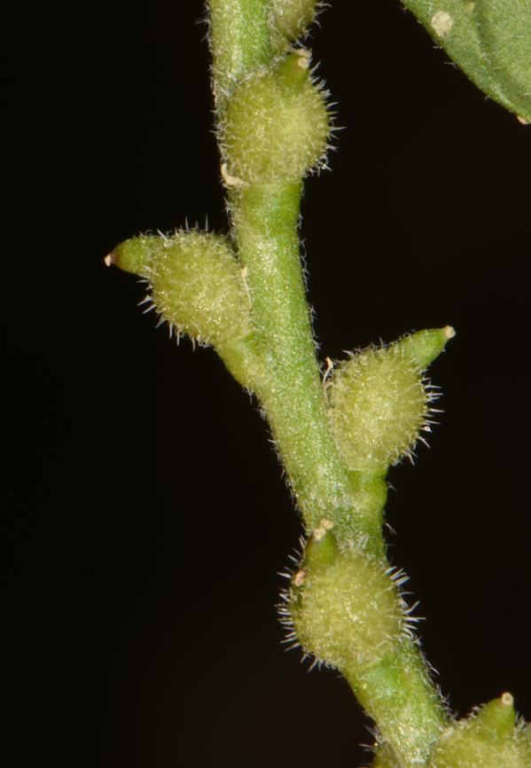 Euclidium syriacum  Euclidium syriacum,Geotagged,Jordan,Spring