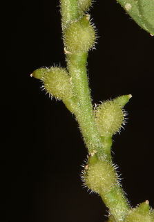 Euclidium syriacum  Euclidium syriacum,Geotagged,Jordan,Spring