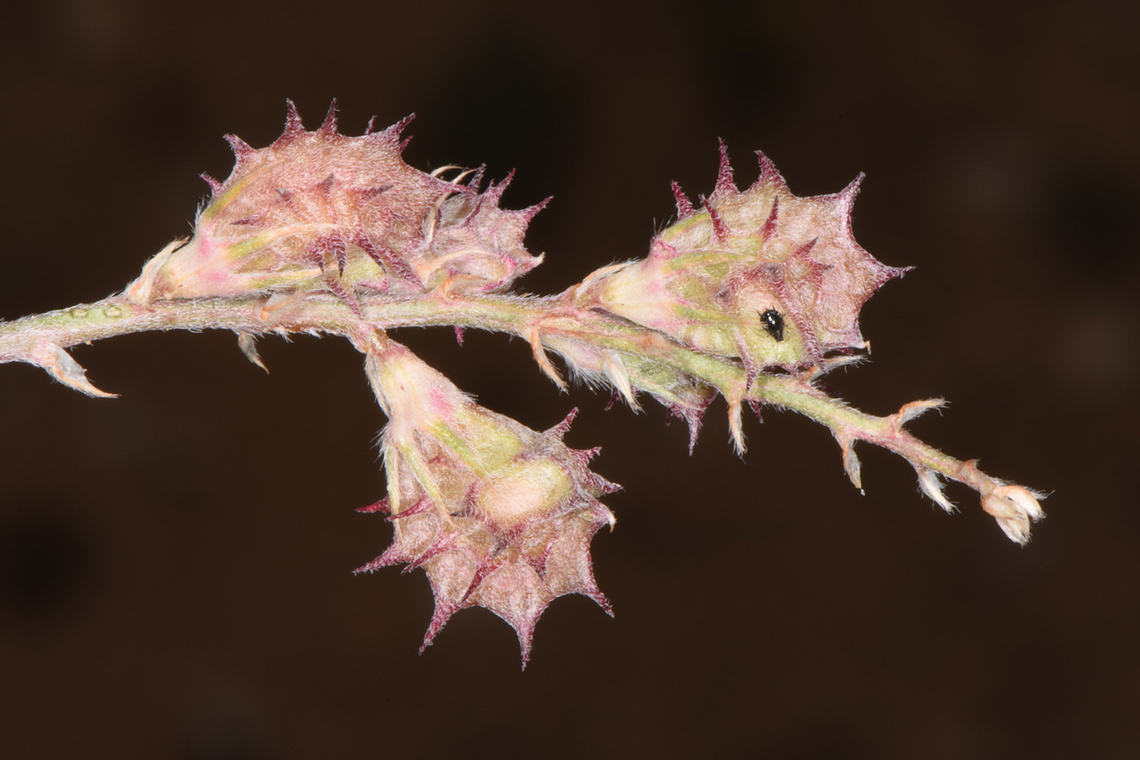 Onobrychis montana ssp cadmea  Geotagged,Jordan,Onobrychis montana,Spring