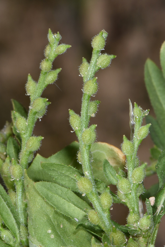 Euclidium syriacum  Euclidium syriacum,Geotagged,Jordan,Spring