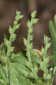 Euclidium syriacum  Euclidium syriacum,Geotagged,Jordan,Spring